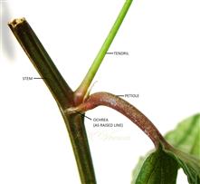  Node with tendril, ochrea,hairy petiole and angular stem
